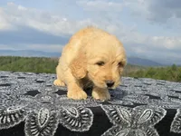 Yellow Collar, a female Goldendoodle for sale in Morganton, NC – Photo 7 of 10