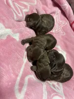 Puppies, a female Miniature Dachshund for sale in Riverside, CA – 5 of 5