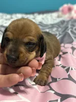 Pink collar, a female Miniature Dachshund for sale in Riverside, CA – Photo 1 of 2
