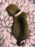 Pink collar, a female Miniature Dachshund for sale in Riverside, CA – Photo 2 of 2