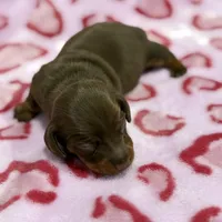 FEMALE B, a female Miniature Dachshund for sale in Riverside, CA – Photo 1 of 2