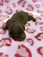 FEMALE B, a female Miniature Dachshund for sale in Riverside, CA – Photo 1 of 2