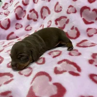 FEMALE B, a female Miniature Dachshund for sale in Riverside, CA – Photo 2 of 2