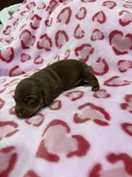 FEMALE B, a female Miniature Dachshund for sale in Riverside, CA – Photo 2 of 2