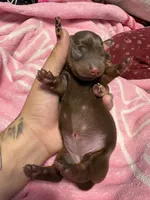 Female one , a female Miniature Dachshund for sale in Riverside, CA – 1 of 2