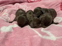 Puppies, a female Miniature Dachshund for sale in Riverside, CA – 2 of 5