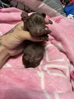 Female 2, a female Miniature Dachshund for sale in Riverside, CA – 1 of 2