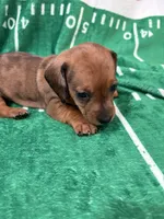 Yellow collar, a male Miniature Dachshund for sale in Riverside, CA – Photo 1 of 4