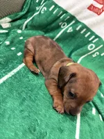 Yellow collar, a male Miniature Dachshund for sale in Riverside, CA – Photo 3 of 4