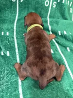 Yellow collar, a male Miniature Dachshund for sale in Riverside, CA – Photo 4 of 4