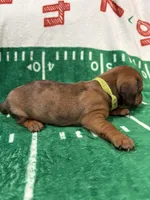 Yellow collar, a male Miniature Dachshund for sale in Riverside, CA – Photo 2 of 4