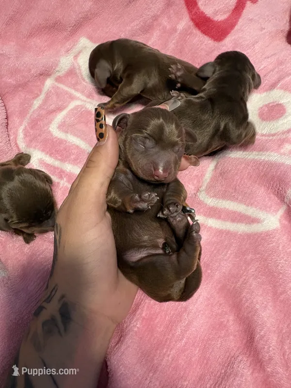 Boy one  – Miniature Dachshund puppy for sale in Riverside, CA