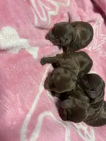 Puppies, a female Miniature Dachshund for sale in Riverside, CA – 3 of 5