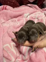 Female one , a female Miniature Dachshund for sale in Riverside, CA – 2 of 2