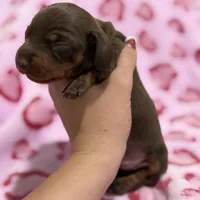 Female A, a female Miniature Dachshund for sale in Riverside, CA – Photo 1 of 2