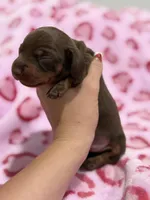 Female A, a female Miniature Dachshund for sale in Nuevo, CA – Photo 1 of 2