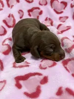 Female A, a female Miniature Dachshund for sale in Nuevo, CA – Photo 2 of 2