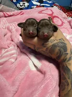 Female 2, a female Miniature Dachshund for sale in Riverside, CA – 2 of 2