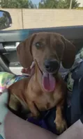 Tito, a female Miniature Dachshund for sale in Riverside, CA – Photo 1 of 2
