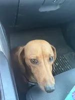 Tito, a female Miniature Dachshund for sale in Riverside, CA – Photo 2 of 2