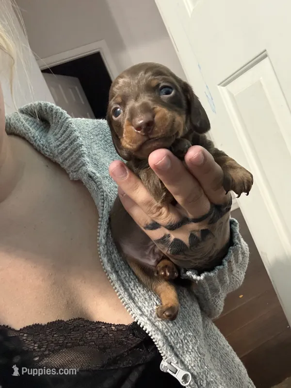 Boy one  – Miniature Dachshund puppy for sale in Riverside, CA