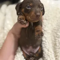 Male A, a male Miniature Dachshund for sale in Riverside, CA – Photo 2 of 4