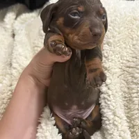 Male A, a male Miniature Dachshund for sale in Riverside, CA – Photo 1 of 4