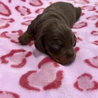 Male A, a male Miniature Dachshund for sale in Riverside, CA – Photo 3 of 4