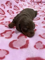 Male A, a male Miniature Dachshund for sale in Riverside, CA – Photo 1 of 2