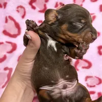 Male A, a male Miniature Dachshund for sale in Riverside, CA – Photo 4 of 4