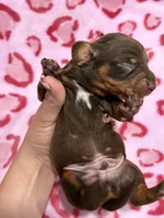 Male A, a male Miniature Dachshund for sale in Riverside, CA – Photo 2 of 2