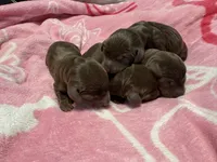 Puppies, a female Miniature Dachshund for sale in Riverside, CA – 4 of 5