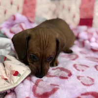 Green collar, a male Miniature Dachshund for sale in Riverside, CA – Photo 4 of 5