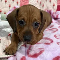 Green collar, a male Miniature Dachshund for sale in Riverside, CA – Photo 1 of 5