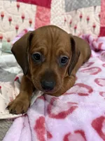 Green collar, a male Miniature Dachshund for sale in Riverside, CA – Photo 1 of 5