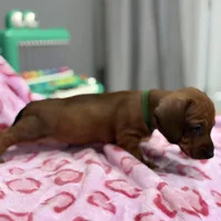 Green collar, a male Miniature Dachshund for sale in Riverside, CA – Photo 3 of 5