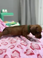 Green collar, a male Miniature Dachshund for sale in Riverside, CA – Photo 3 of 5