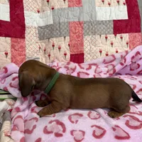 Green collar, a male Miniature Dachshund for sale in Riverside, CA – Photo 5 of 5