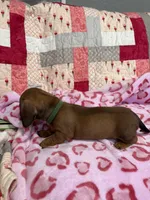 Green collar, a male Miniature Dachshund for sale in Riverside, CA – Photo 5 of 5