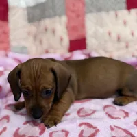 Green collar, a male Miniature Dachshund for sale in Riverside, CA – Photo 2 of 5