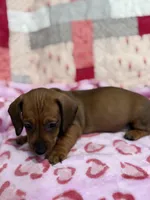 Green collar, a male Miniature Dachshund for sale in Riverside, CA – Photo 2 of 5