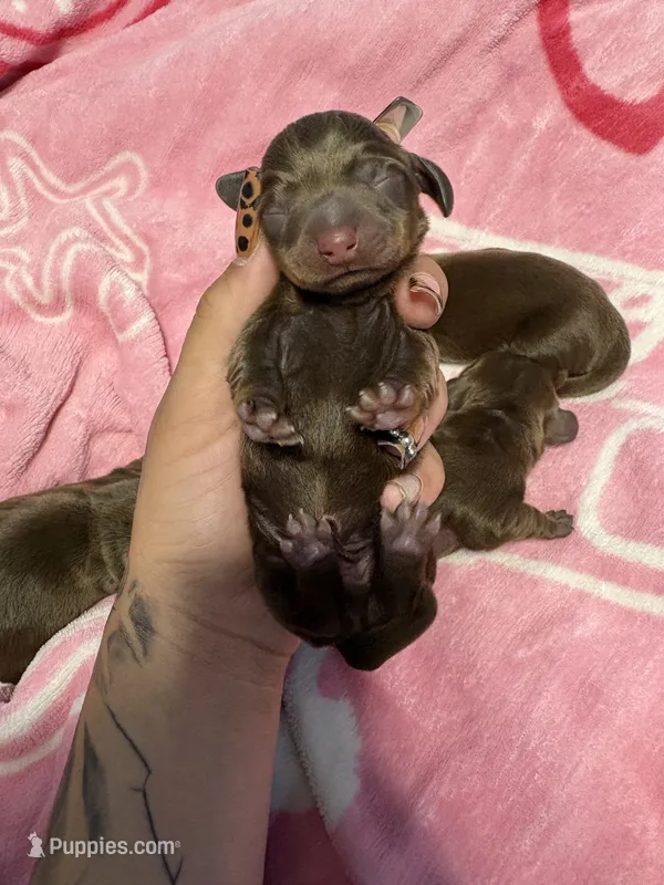Puppies – Miniature Dachshund puppy for sale in Riverside, CA