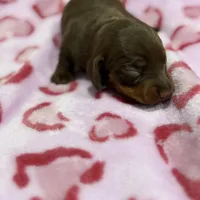 Female C, a female Miniature Dachshund for sale in Riverside, CA – Photo 1 of 2