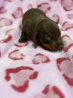 Female C, a female Miniature Dachshund for sale in Riverside, CA – Photo 1 of 2