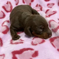 Female C, a female Miniature Dachshund for sale in Riverside, CA – Photo 2 of 2