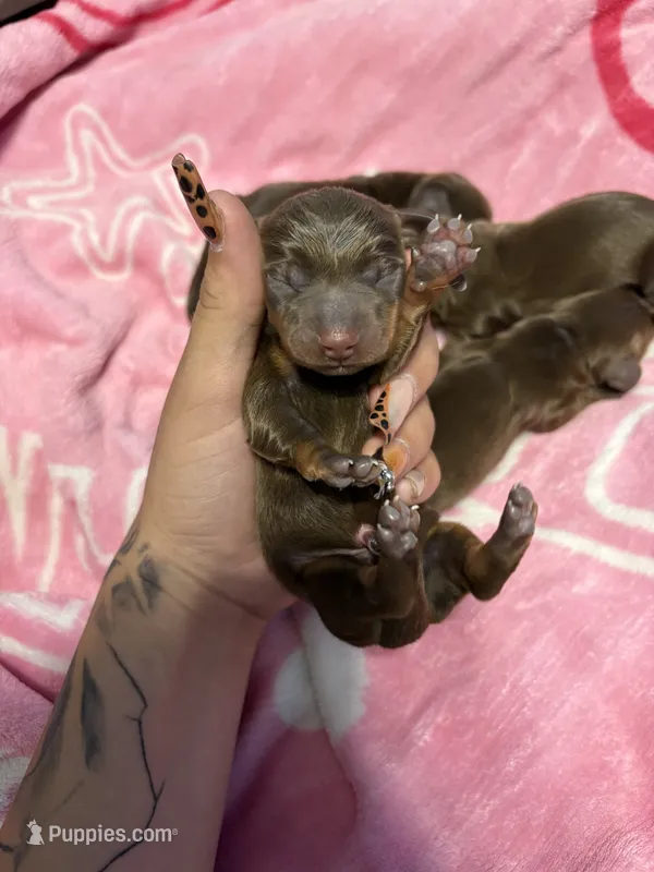 Boy 2 – Miniature Dachshund puppy for sale in Riverside, CA