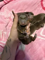 Boy 2, a male Miniature Dachshund for sale in Riverside, CA – 1 of 1