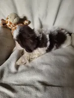 Skiddles, a female Shih Tzu for sale in Buena Vista, GA – 4 of 4