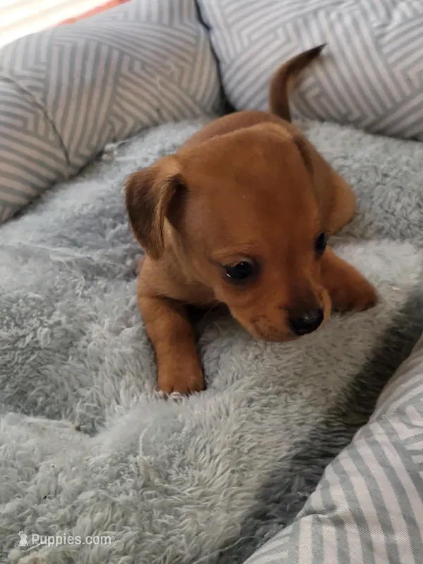 Ruby  – Chiweenie puppy for sale in Buena Vista, GA