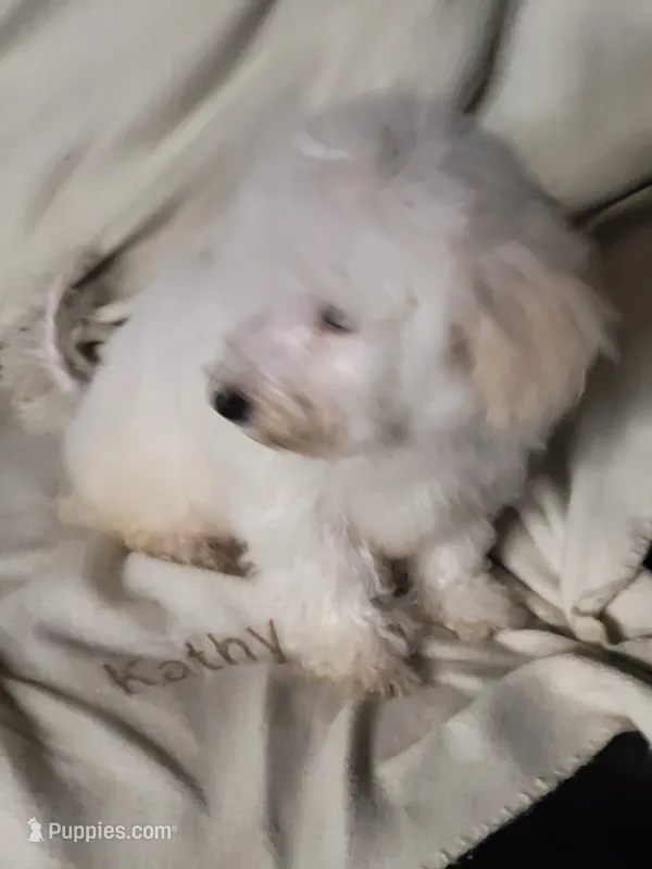 Billy Bob  – Bichon Frise, Poodle - Miniature  puppy for sale in Buena Vista, GA